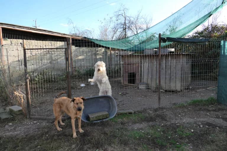 Hunde in einem Auslauf des Tierheims Free Amely in Rumänien