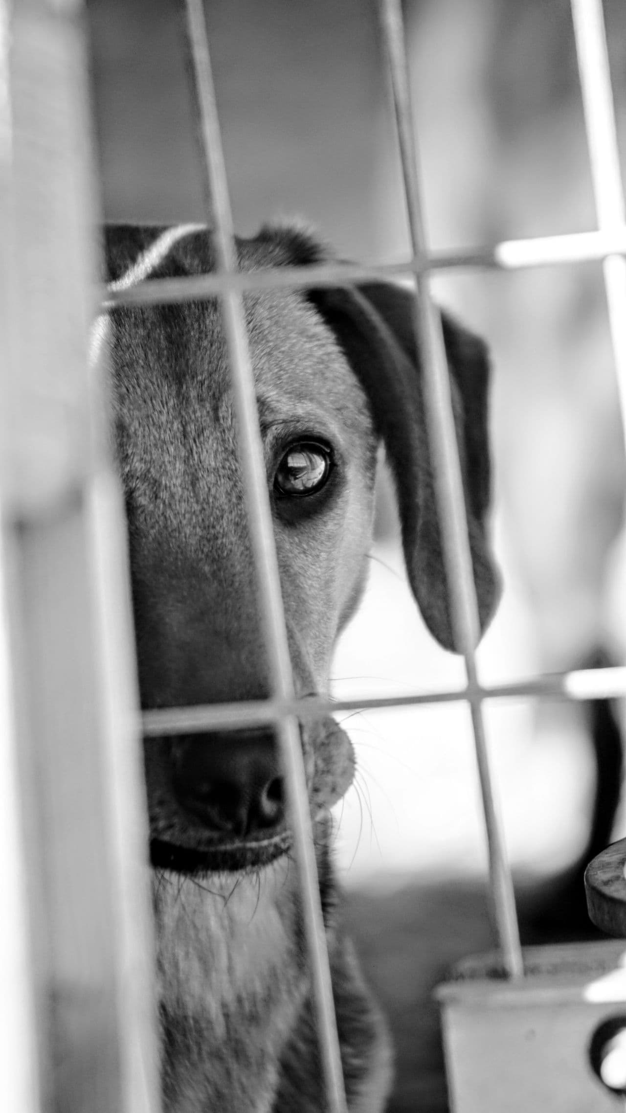 Hund blickt in einem Tierheim durch die Gitterstäbe seines Zwingers