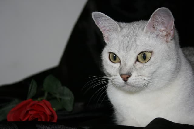 Burmilla