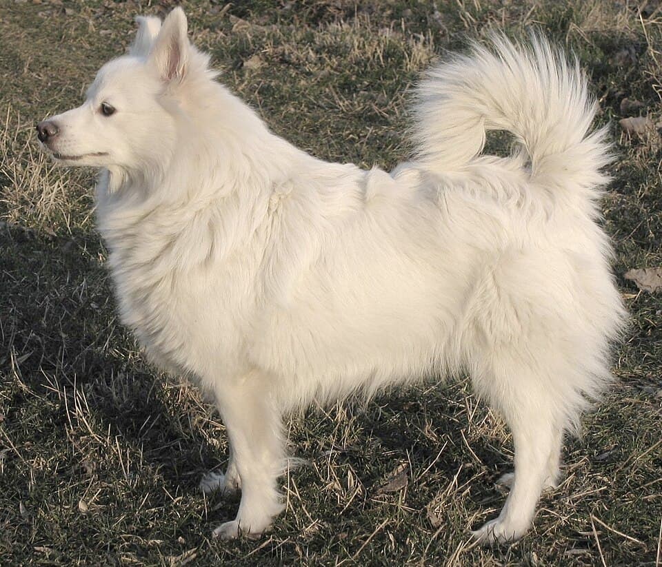 Großer Spitz