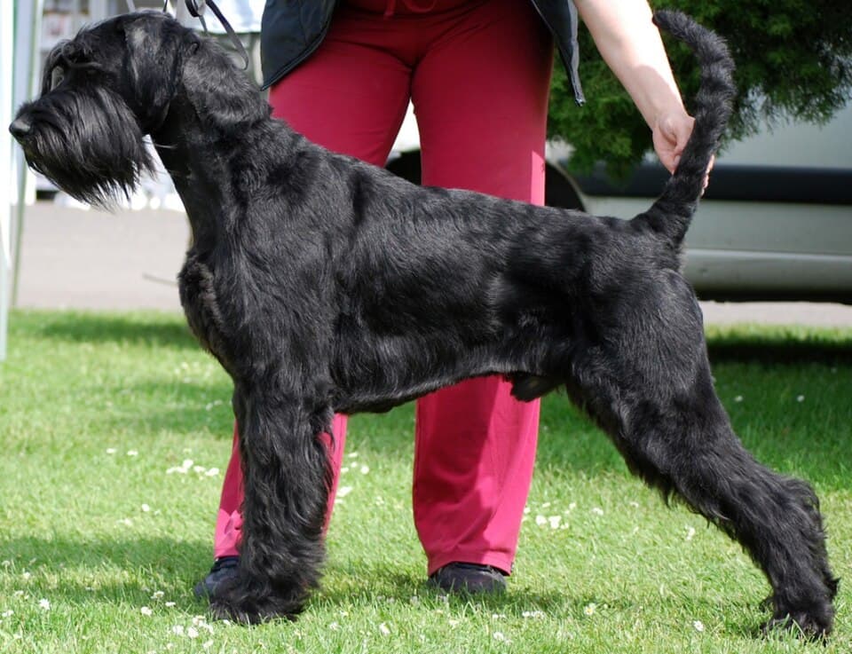 Zwergschnauzer
