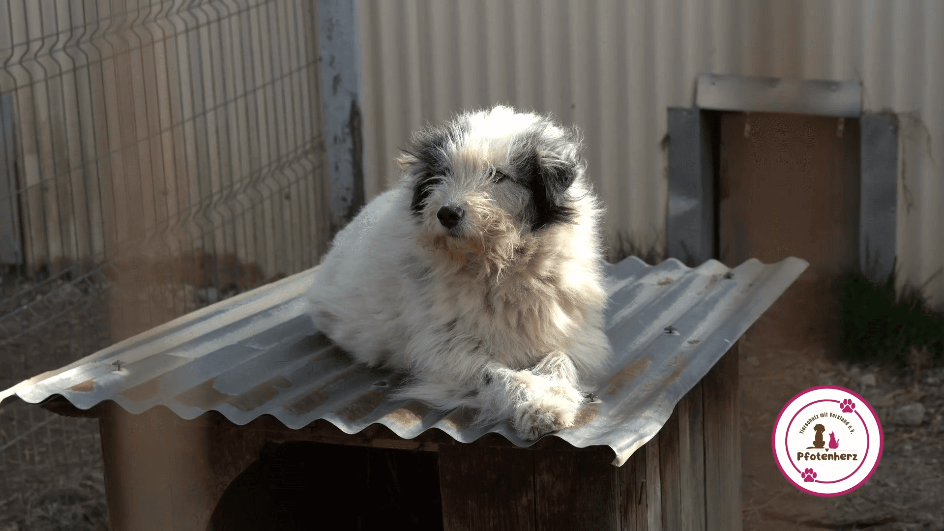 Junger Hund auf dem Dach einer Hundehütte in einem Tierschutzprojekt von Pfotenherz