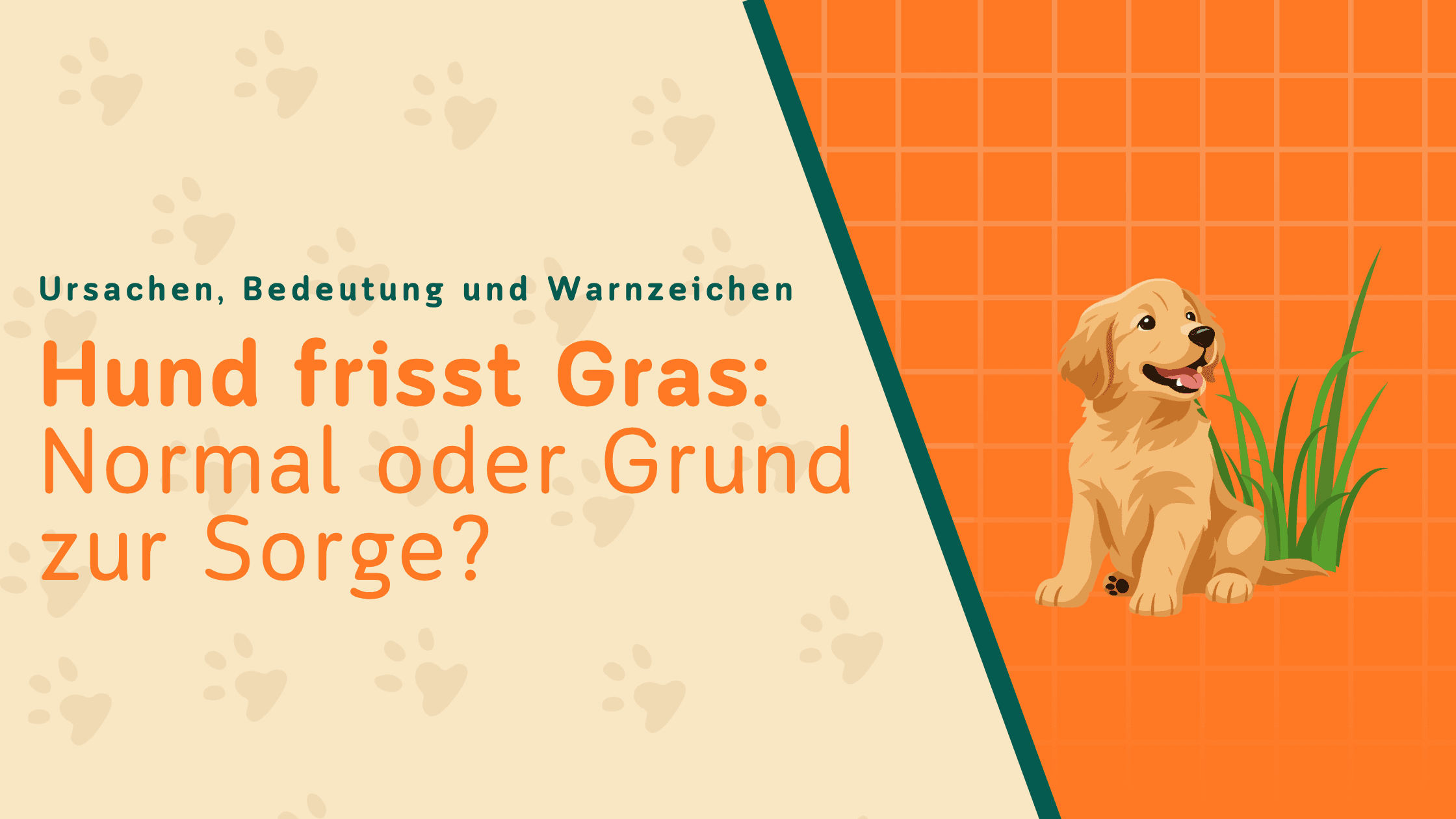 Hund frisst Gras: Normal oder Grund zur Sorge?