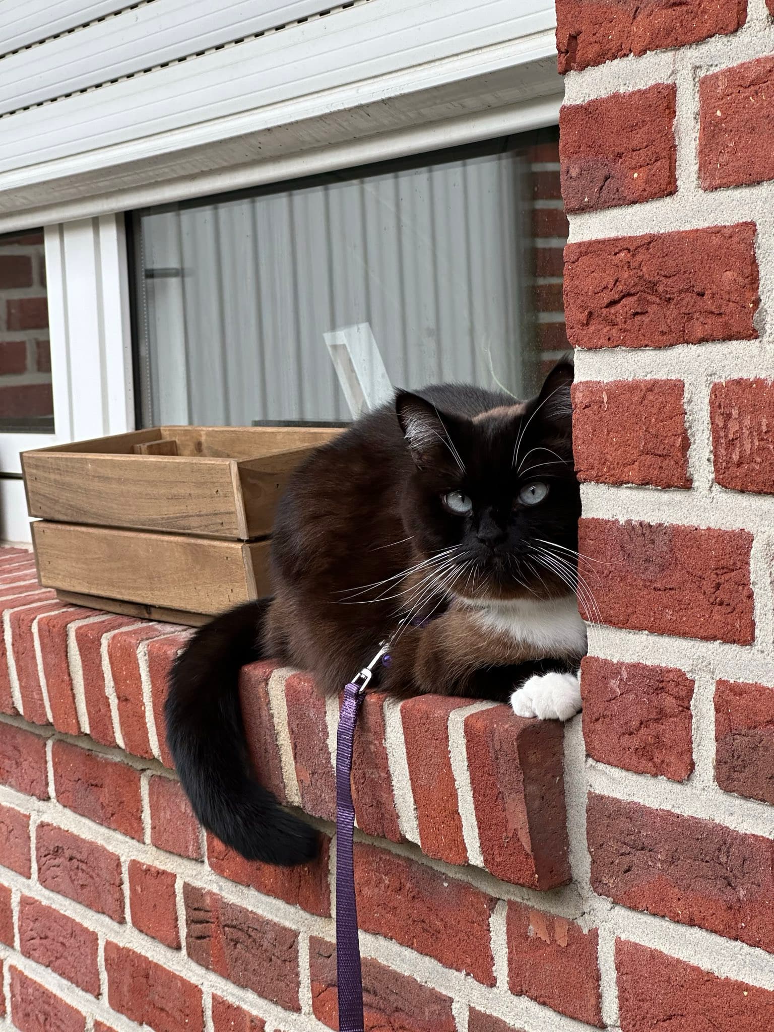 Katze entspannt - Impftermine und Erinnerungen mit FellAkte nie mehr vergessen